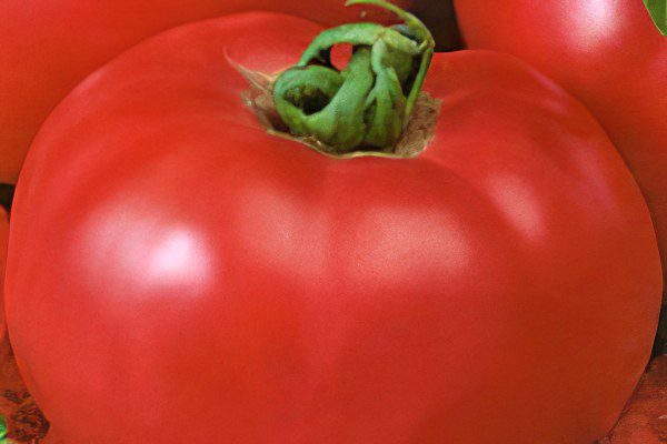 All varieties of tomatoes with a photo