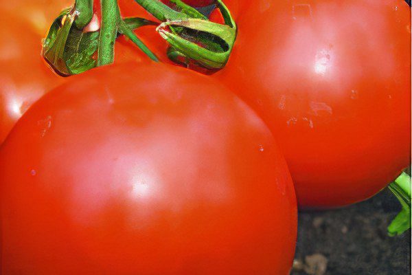 All varieties of tomatoes with a photo