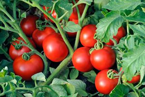 All varieties of tomatoes with a photo