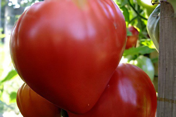 All varieties of tomatoes with a photo