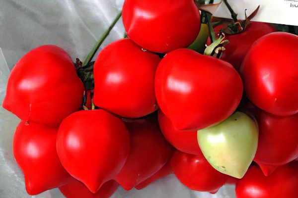 All varieties of tomatoes with a photo