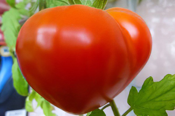 All varieties of tomatoes with a photo