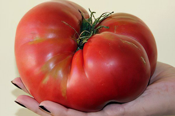 All varieties of tomatoes with a photo