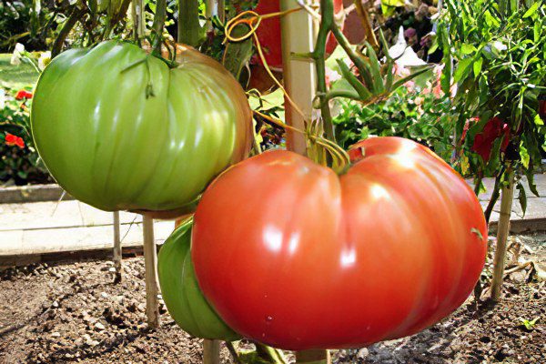 All varieties of tomatoes with a photo