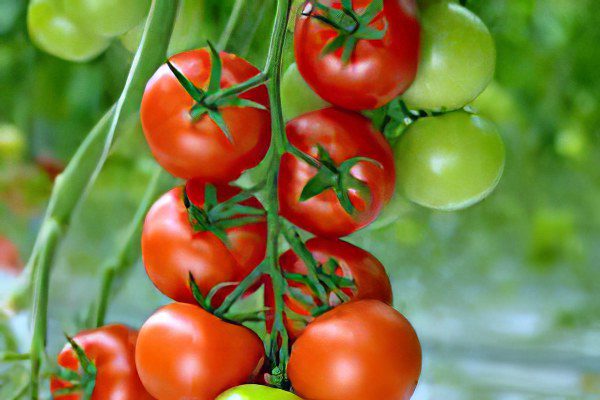 All varieties of tomatoes with a photo