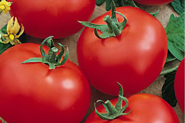 All varieties of tomatoes with a photo