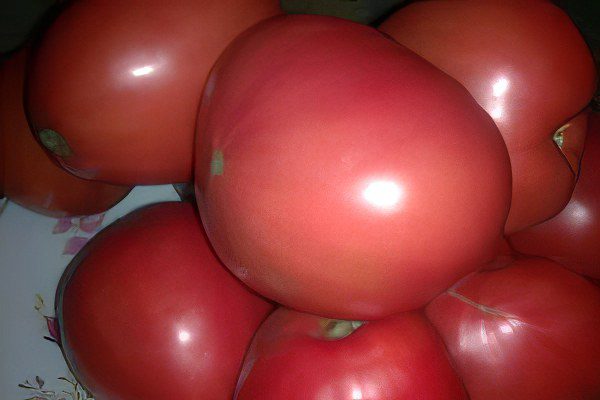 All varieties of tomatoes with a photo