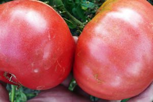 All varieties of tomatoes with a photo