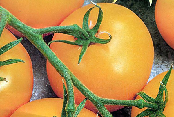 All varieties of tomatoes with a photo