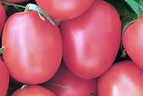 All varieties of tomatoes with a photo