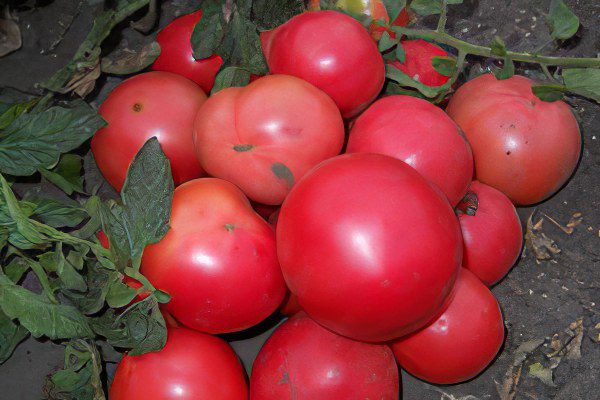 All varieties of tomatoes with a photo