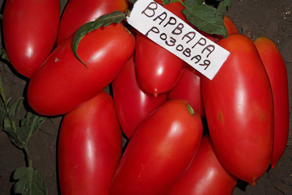 All varieties of tomatoes with a photo