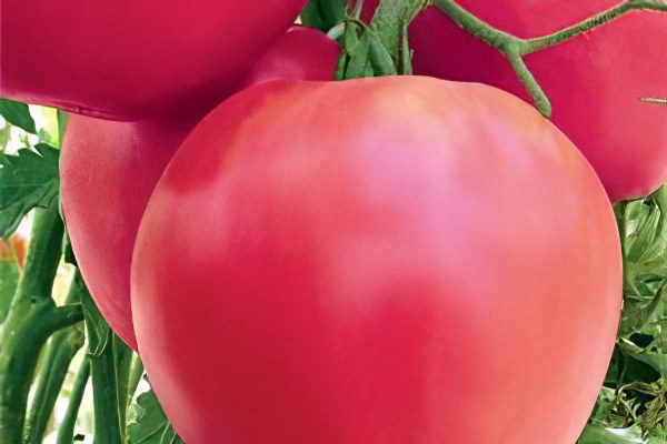 All varieties of tomatoes with a photo