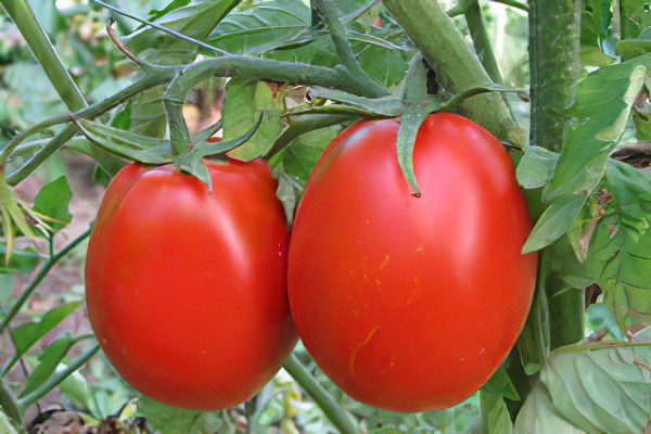 All varieties of tomatoes with a photo