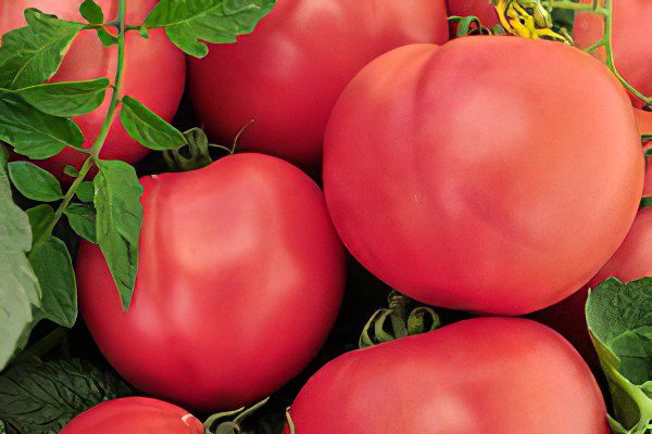 All varieties of tomatoes with a photo