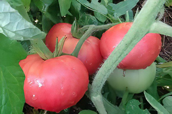 All varieties of tomatoes with a photo