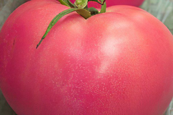 All varieties of tomatoes with a photo