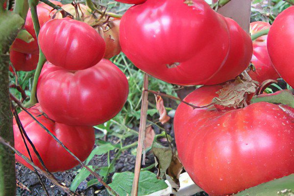 All varieties of tomatoes with a photo