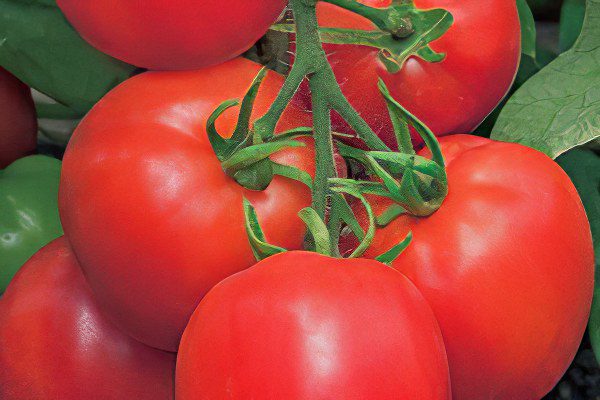 All varieties of tomatoes with a photo