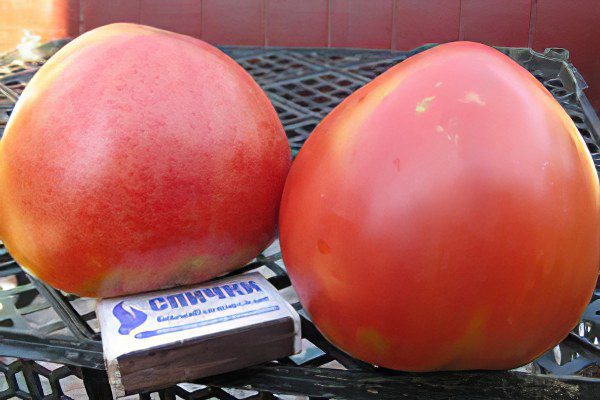 All varieties of tomatoes with a photo