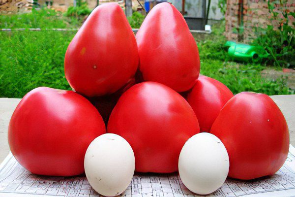 All varieties of tomatoes with a photo