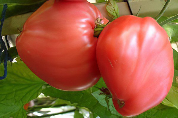 All varieties of tomatoes with a photo