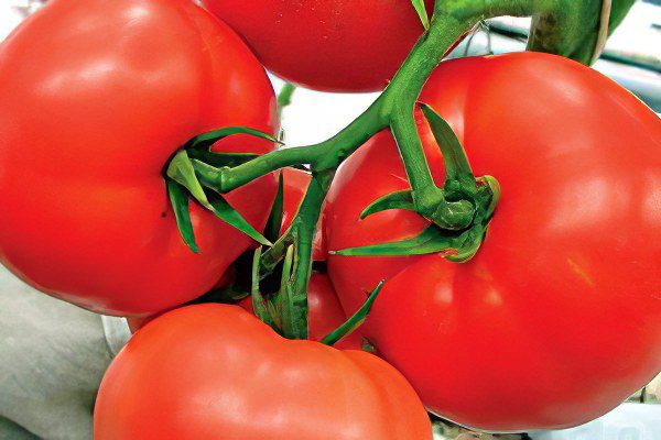 All varieties of tomatoes with a photo