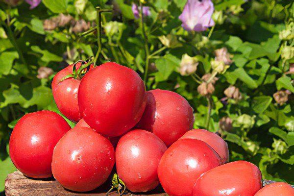 All varieties of tomatoes with a photo