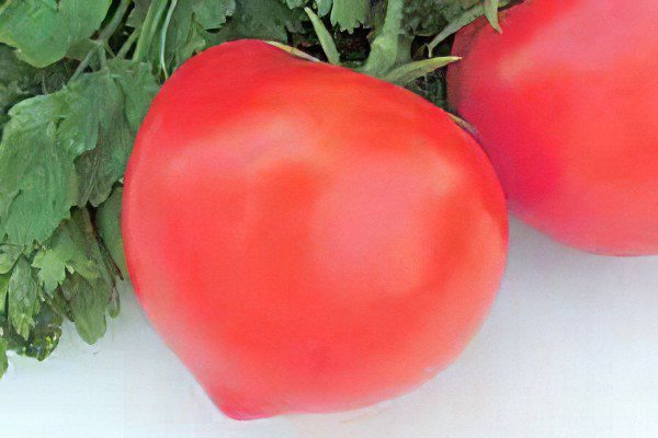 All varieties of tomatoes with a photo