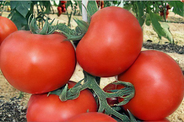 All varieties of tomatoes with a photo