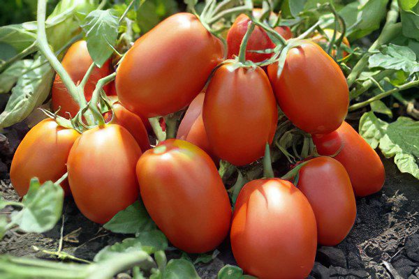 All varieties of tomatoes with a photo