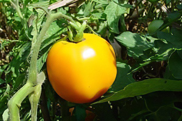 All varieties of tomatoes with a photo