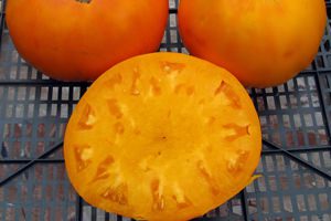 All varieties of tomatoes with a photo