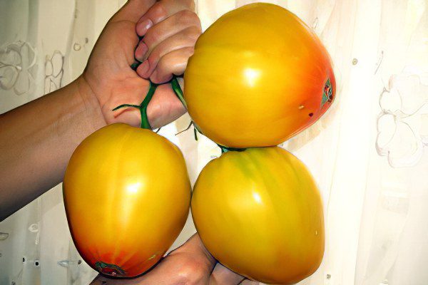 All varieties of tomatoes with a photo