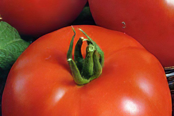 All varieties of tomatoes with a photo