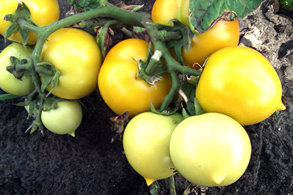 All varieties of tomatoes with a photo