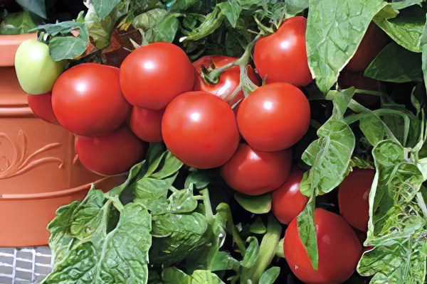 All varieties of tomatoes with a photo