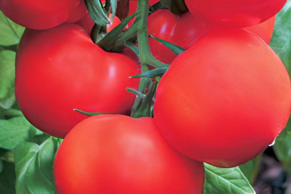 All varieties of tomatoes with a photo