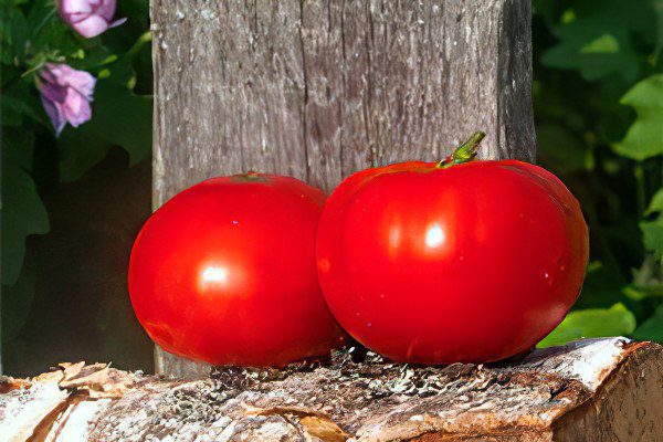 All varieties of tomatoes with a photo