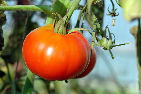 All varieties of tomatoes with a photo