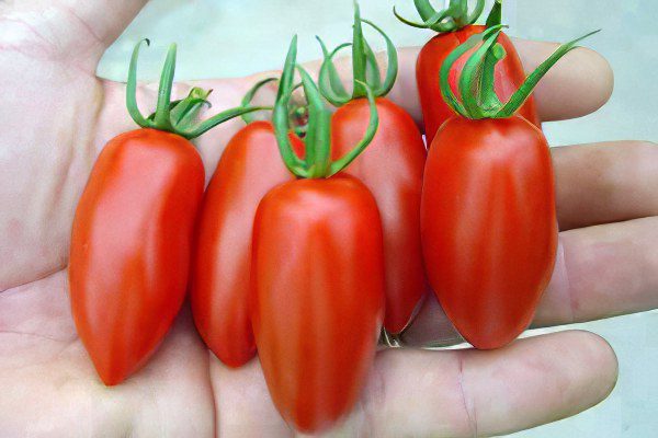 All varieties of tomatoes with a photo