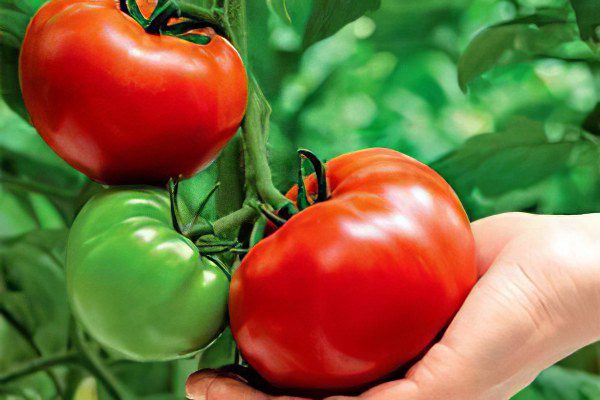 All varieties of tomatoes with a photo