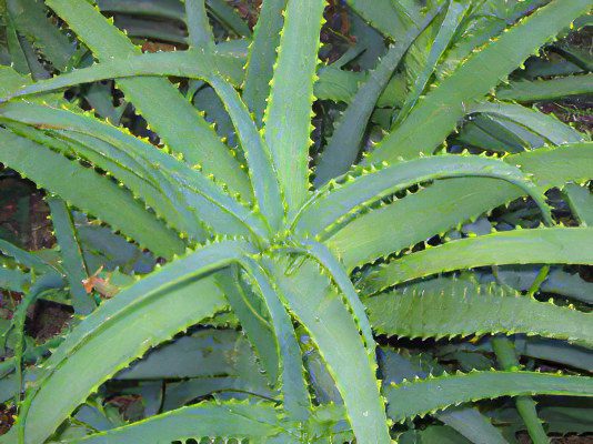 Aloe: Benefits of Aloe Vera, Juice Applications and Recipes