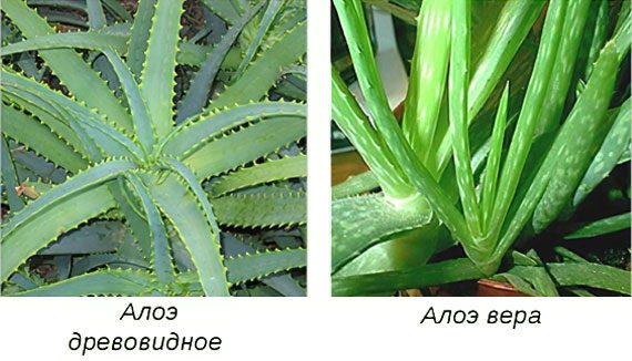 Aloe: Benefits of Aloe Vera, Juice Applications and Recipes