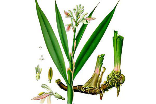 Alpinia officinalis