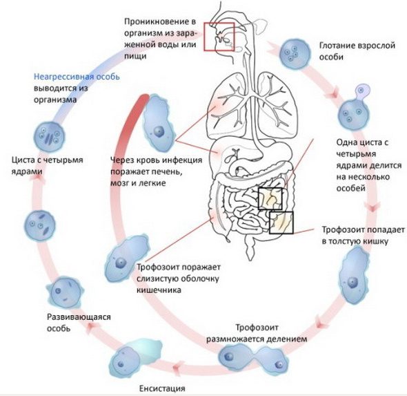 Amoebiasis