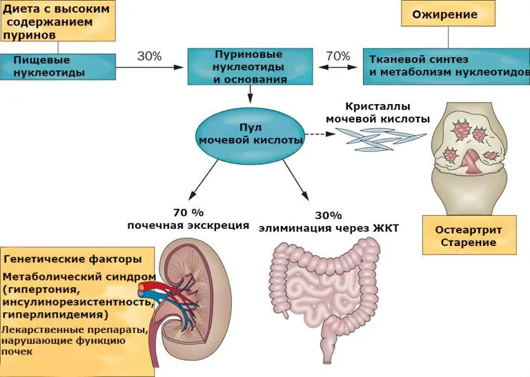 An increase in the level of uric acid in the blood: the norm, causes and symptoms