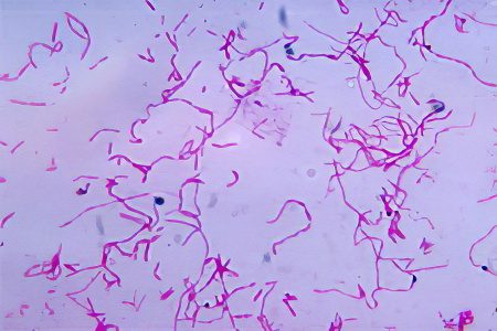 Analysis of feces for dysbacteriosis: interpretation of the results