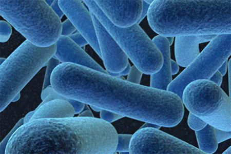 Analysis of feces for dysbacteriosis: interpretation of the results