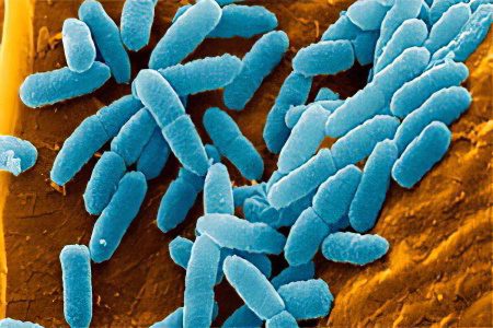 Analysis of feces for dysbacteriosis: interpretation of the results